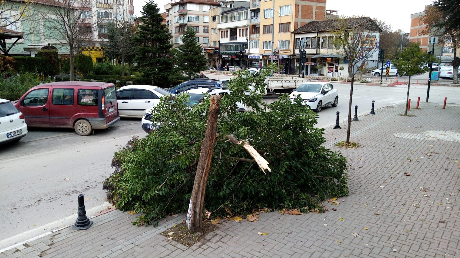 Şiddetli lodos ağacı yerle bir etti
?v=1