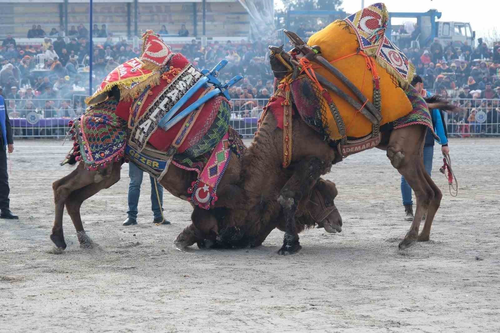 Karpuzlu deve güreşine hazırlanıyor
?v=1