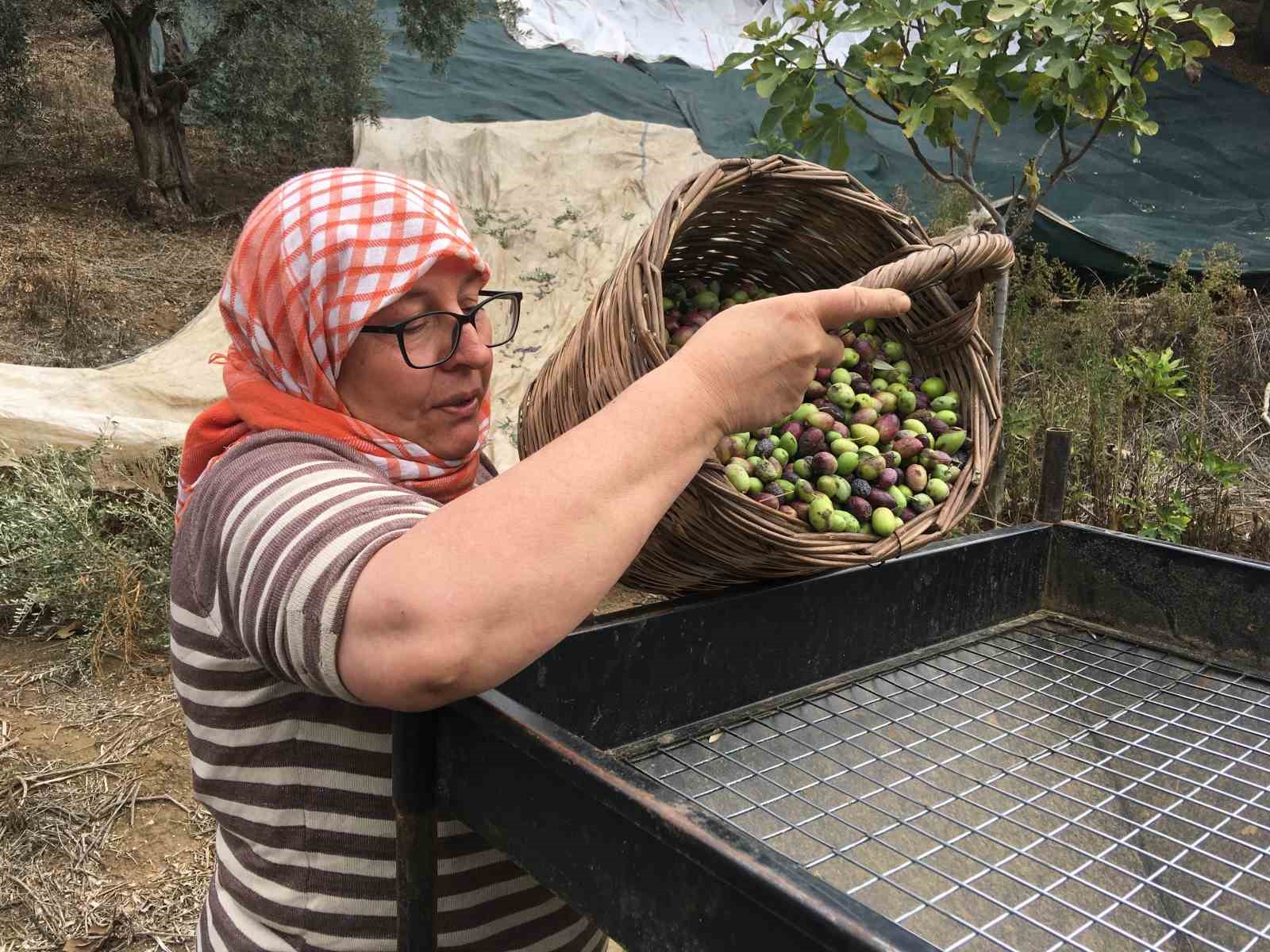 Günlük 3 bin liraya çalışacak zeytin işçisi bulunamıyor
?v=1