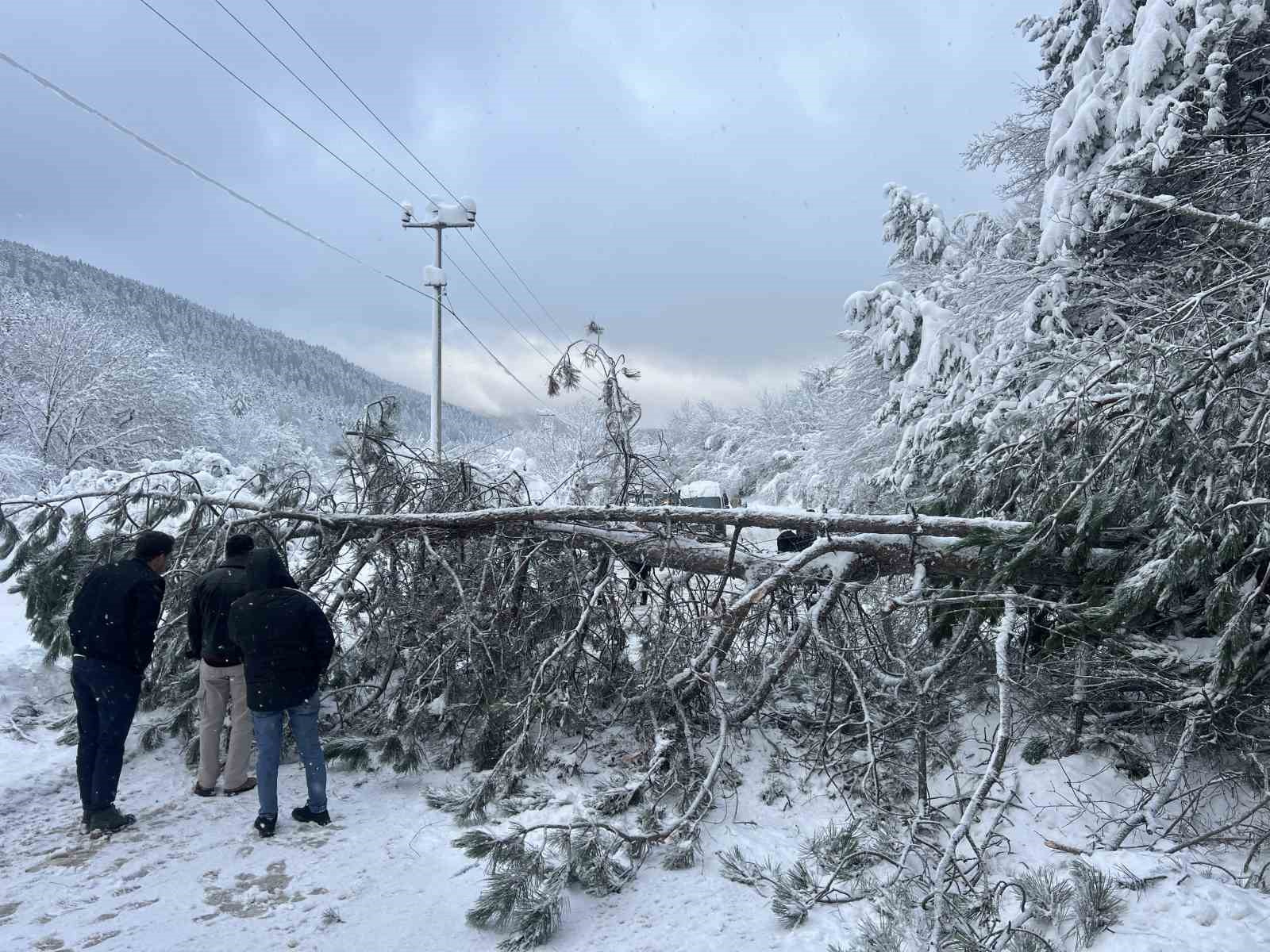 Abant yoluna ağaç devrildi, tatilciler yolda kaldı
