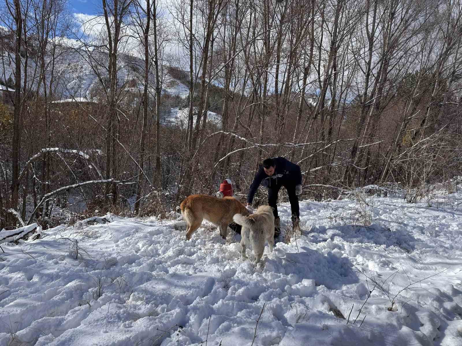 Keçiören Belediyesi, sokak hayvanlarını unutmadı
?v=1