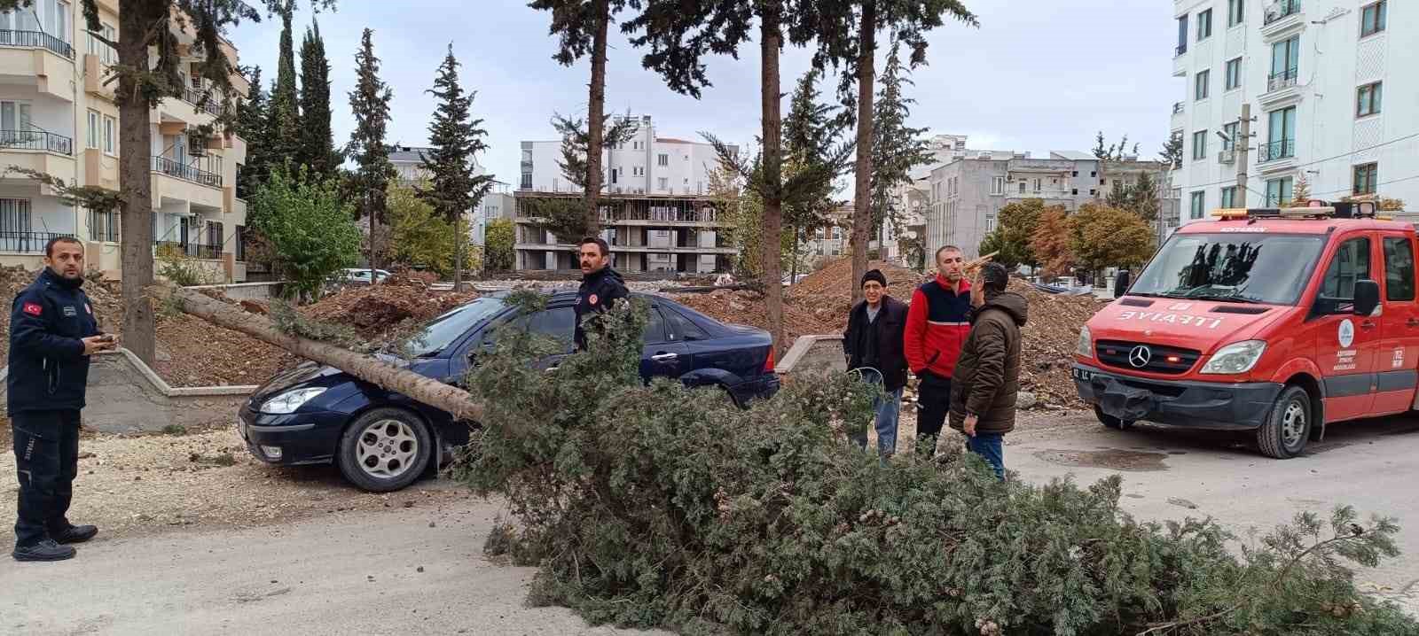 Park halindeki otomobilin üzerine ağaç devrildi
?v=1