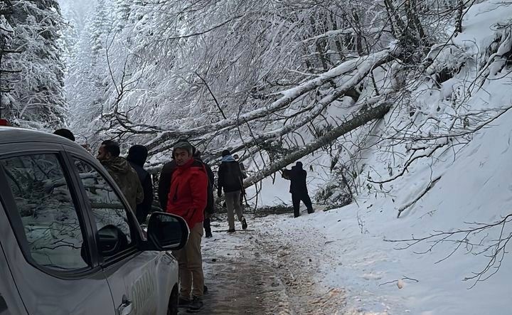 Kar ve tipiye dayanmayan ağaçlar Gölcük Tabiat Parkı yoluna devrildi
?v=1