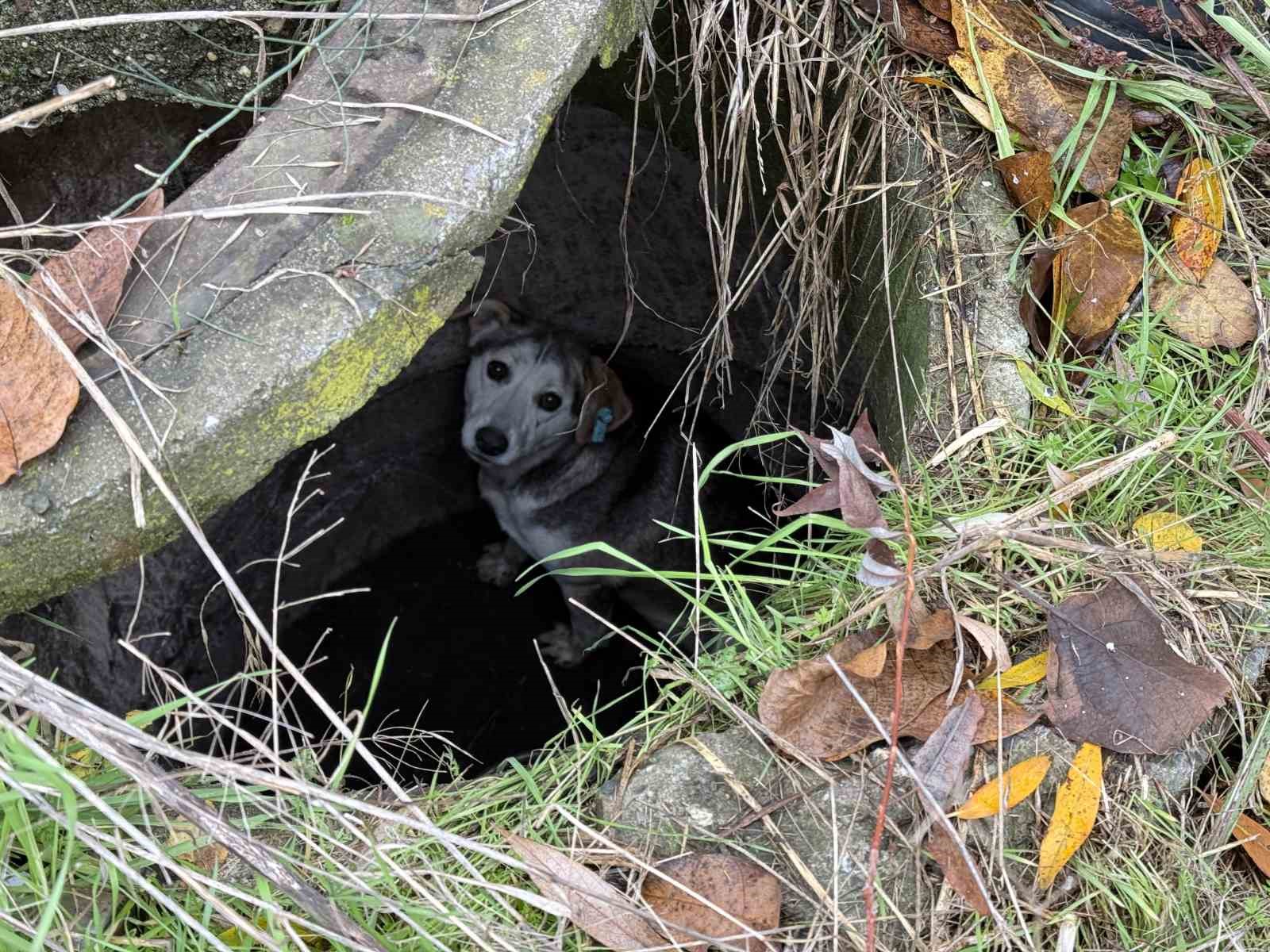 Kuyuya düşerek mahsur kalan sokak köpeğinin yardımına itfaiye koştu
?v=1