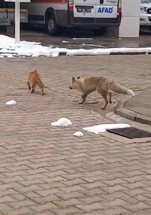 Mahallenin maskotu tilki ‘Boncuk’ ile kedinin oyunu kameralara yansıdı
?v=1