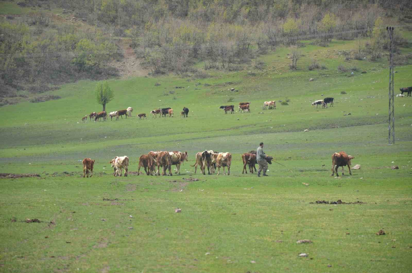 Aydın’da üreticilere hibe yem bitkisi tohumu dağıtılacak
?v=1