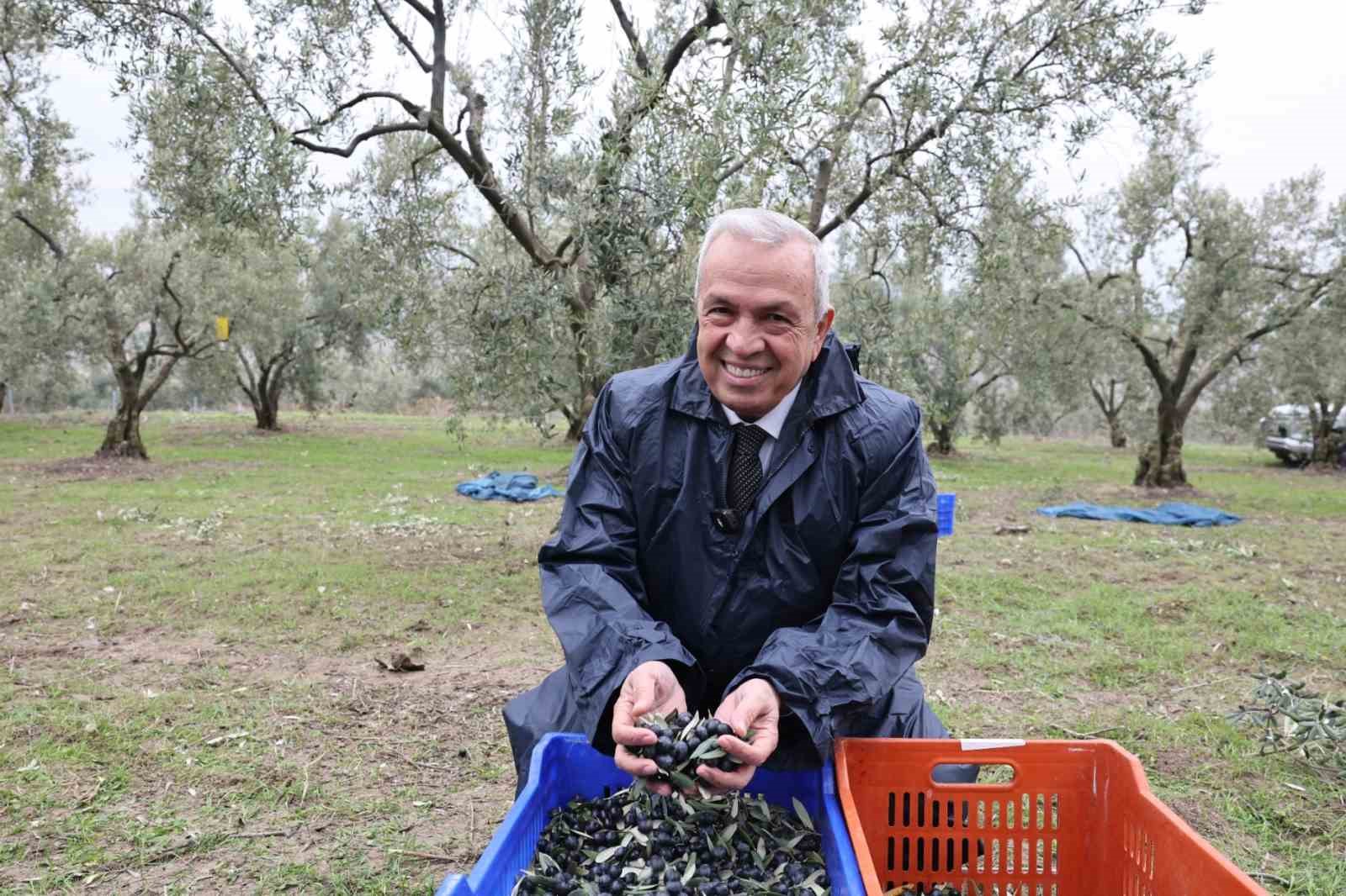 Başkan Şadi Özdemir zeytin hasadına katıldı
?v=1