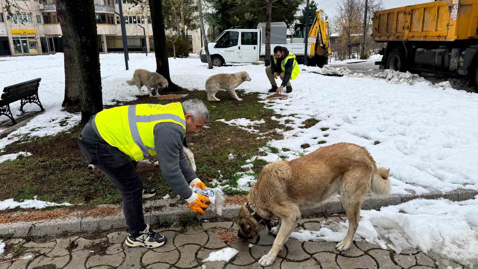 Ünye’de sokak hayvanlarına 23 ayda 24 ton mama verildi
?v=1