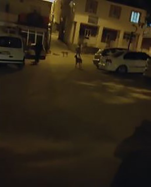 Sokak köpekleri vatandaşları canından bezdirdi
?v=1