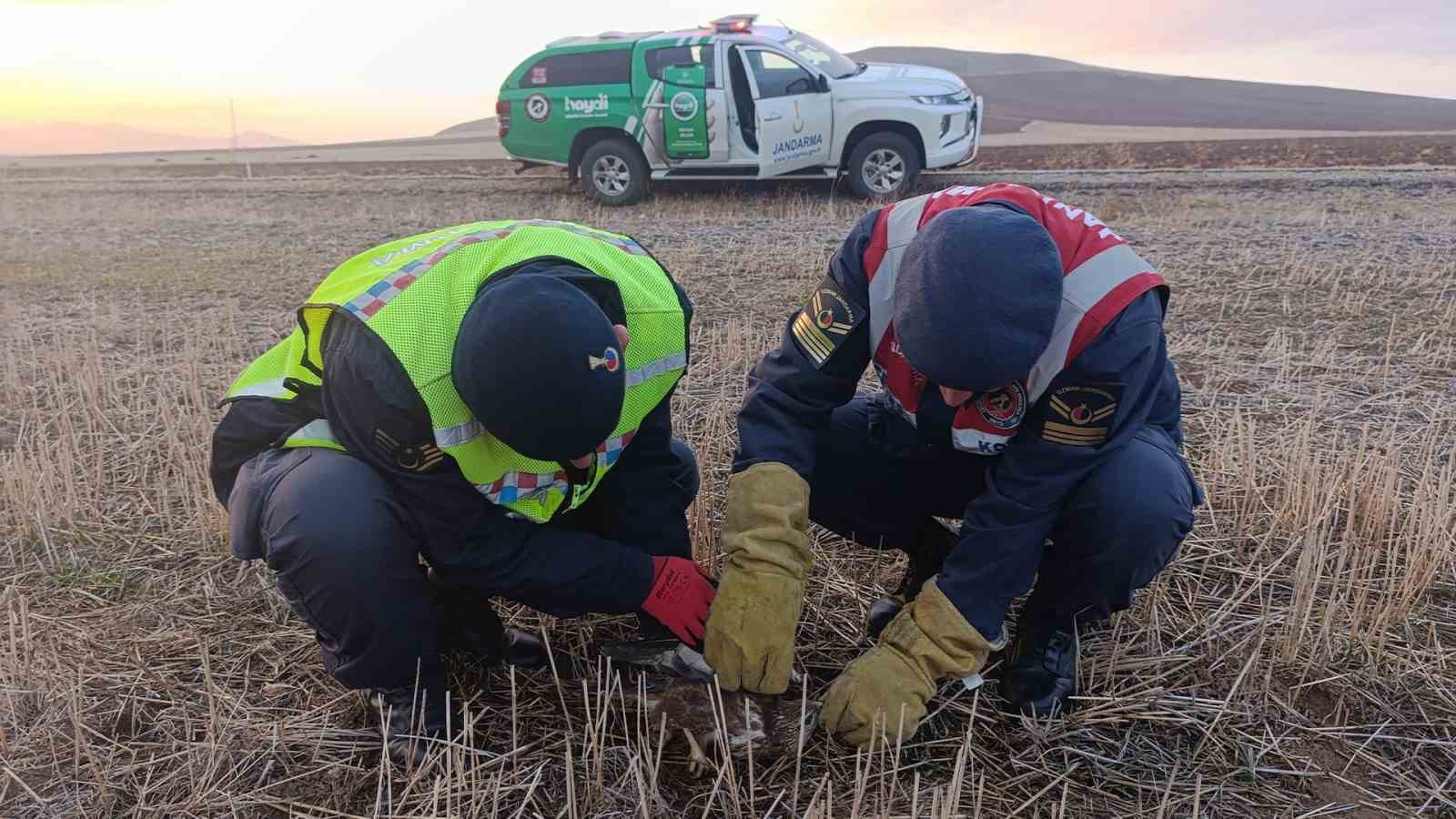 Bitkin düşen şahinin yardımına jandarma koştu
