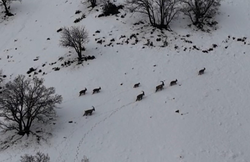 Tunceli’de vadilere inen yaban keçileri görüntülendi
?v=1