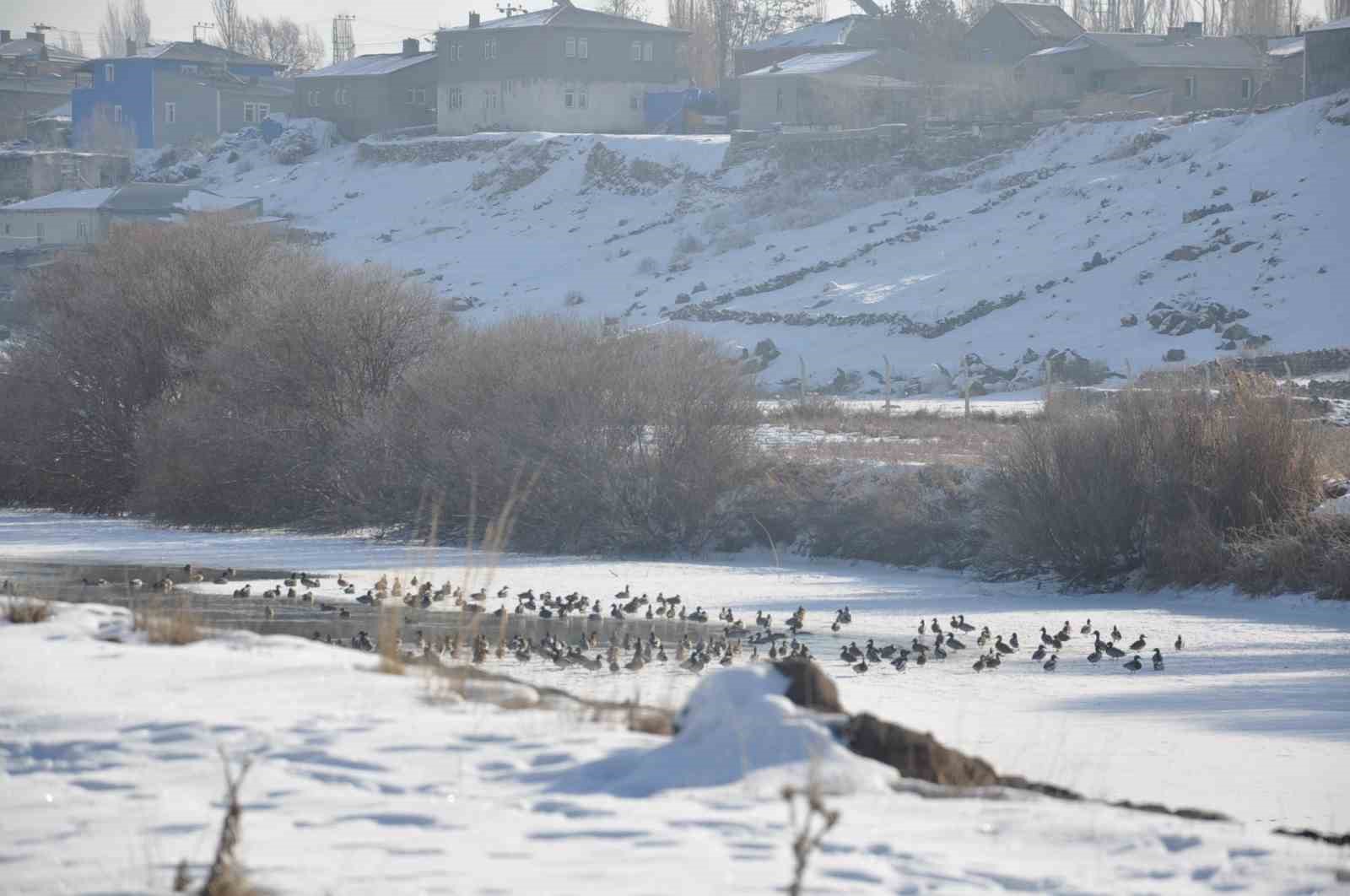 Kars’ta Yaban ördekleri bir arada görüntülendi
?v=1