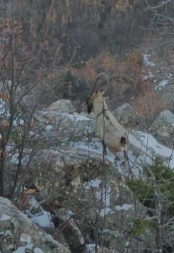 Elazığ’da koruma altında bulunan çengel boynuzlu dağ keçileri görüntülendi
?v=1