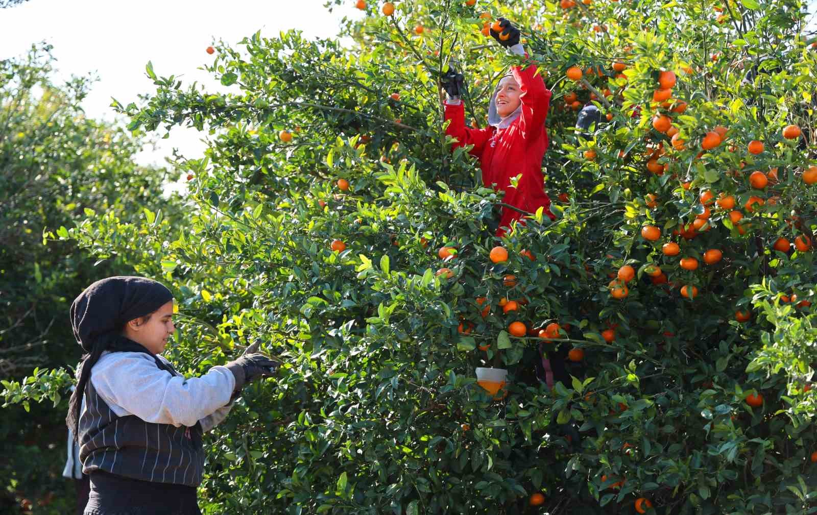 Adana’da mandalina hasadı sürüyor: ’Dalında fiyat 17-18 lira’
?v=1