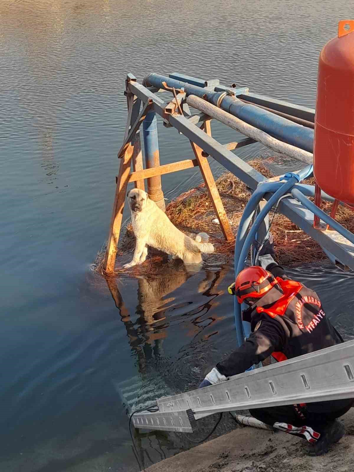 Sulama kanalındaki köpek kurtarıldı
?v=1