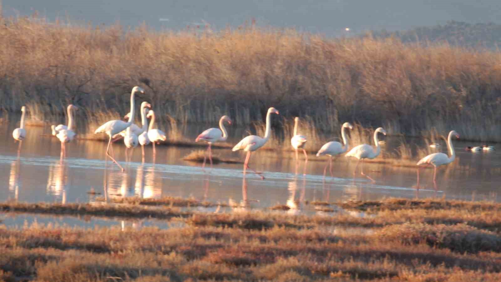 Flamingolar Burhaniye sahillerini mesken tuttu
?v=1