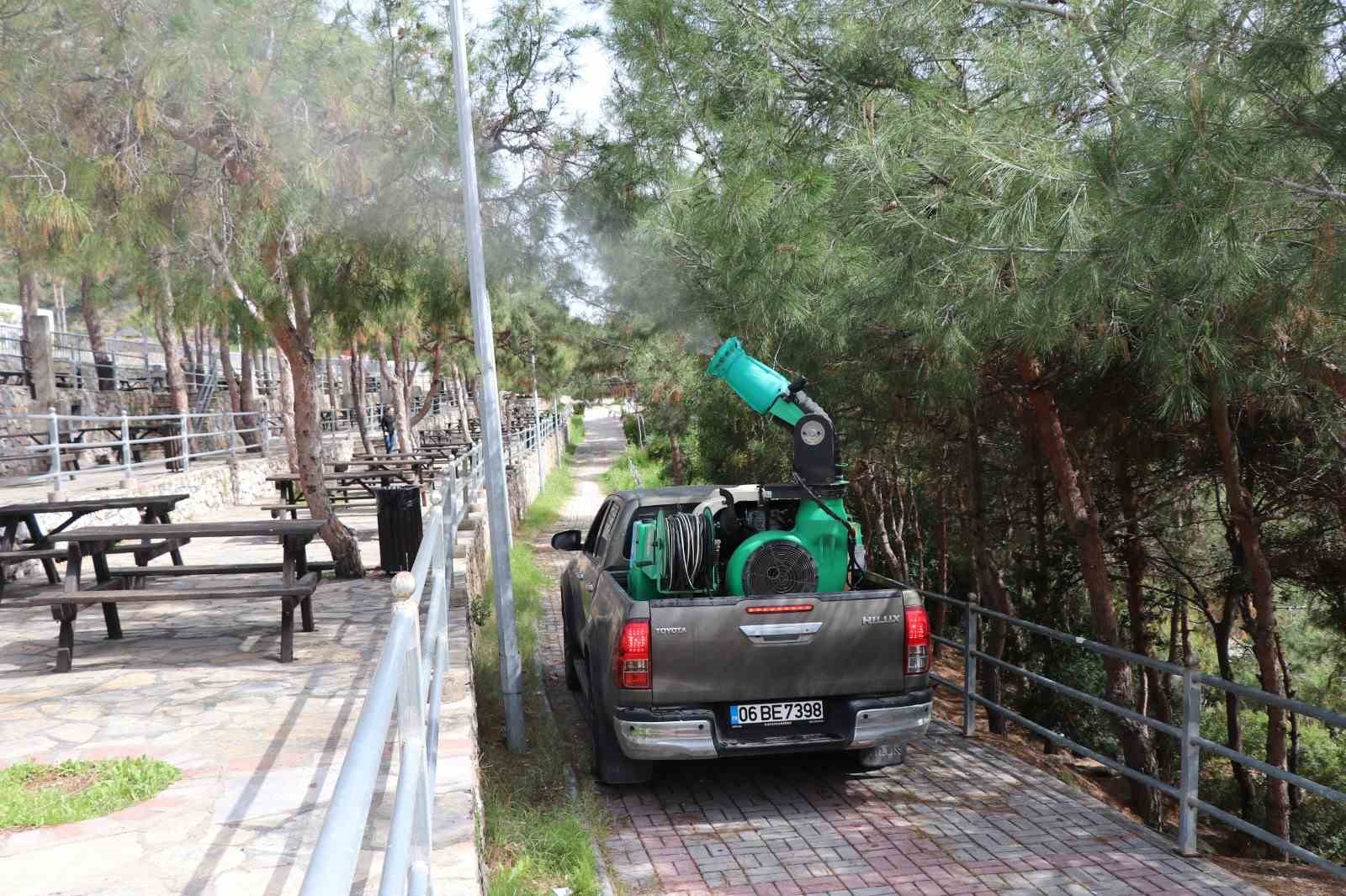 Alanya Belediyesi çam kese böceğine önlem aldı
?v=1