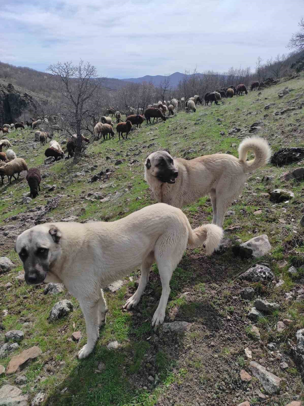 Elazığ’da avcılar bir kangalı telef edip birini de yaraladı
?v=1