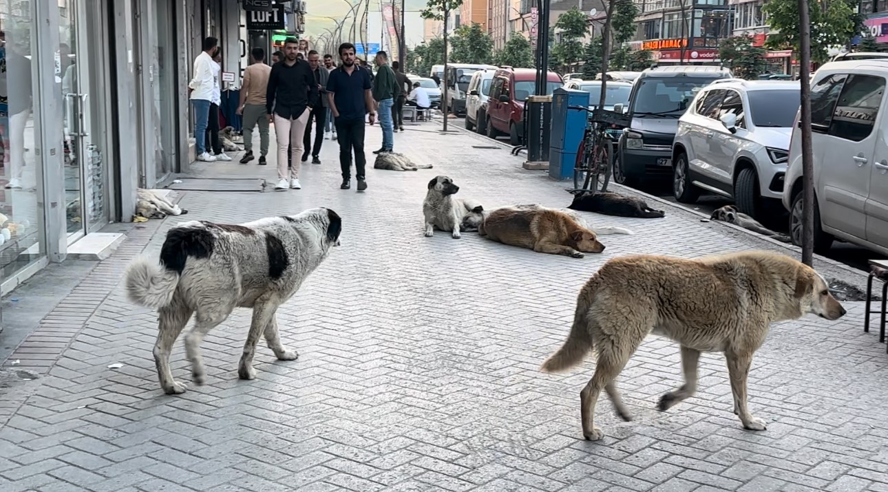 Yüksekovalı vatandaşlar tepkili:  Sokak köpekleri bir an önce toplatılsın 
?v=1