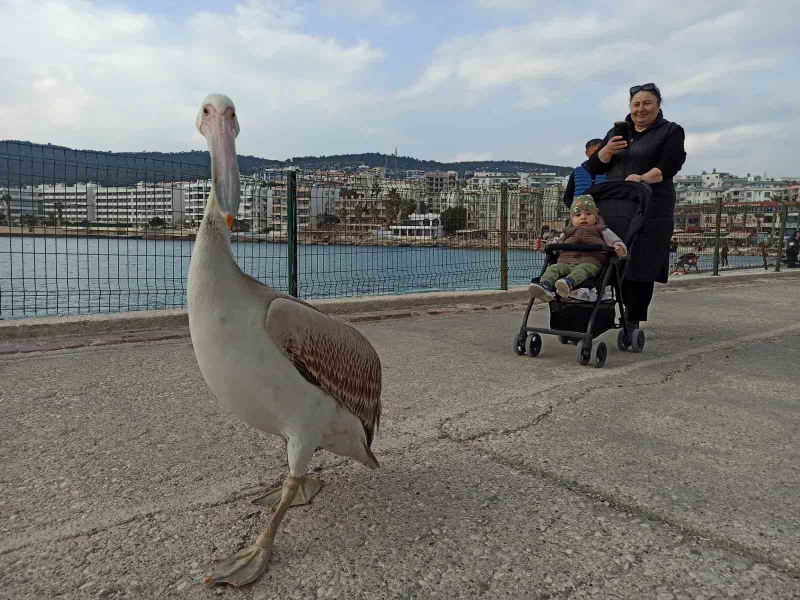 Silifke sahillerinde dolaşan pelikan insanların maskotu oldu
?v=1