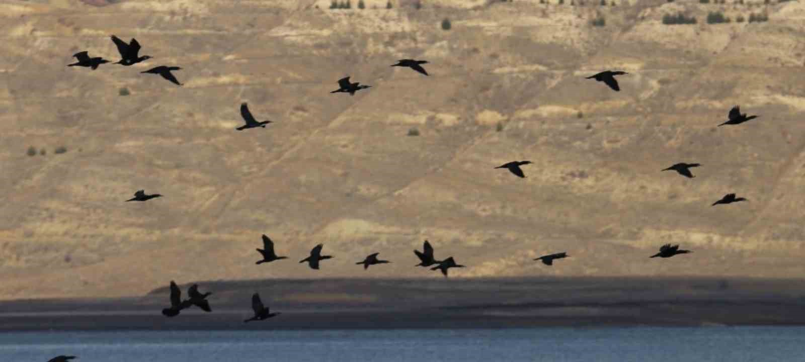 Elazığ’da  su kuşu sayım çalışmaları
?v=1