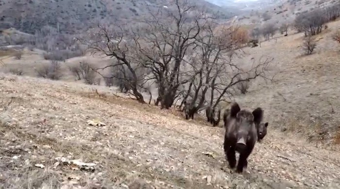 Elazığ’da domuz sürüleri görüntülendi
?v=1