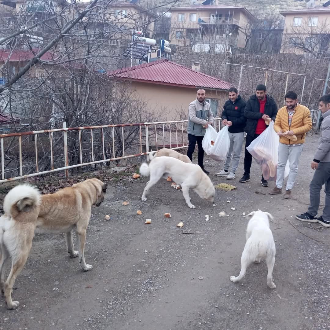 Gençlerden sokak hayvanları için  seferberlik
?v=1