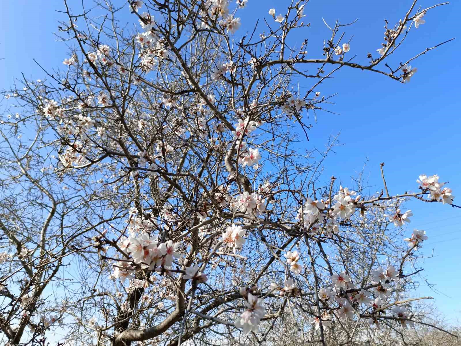 Gazipaşa’da badem ağaçları  yalancı bahar a aldandı
