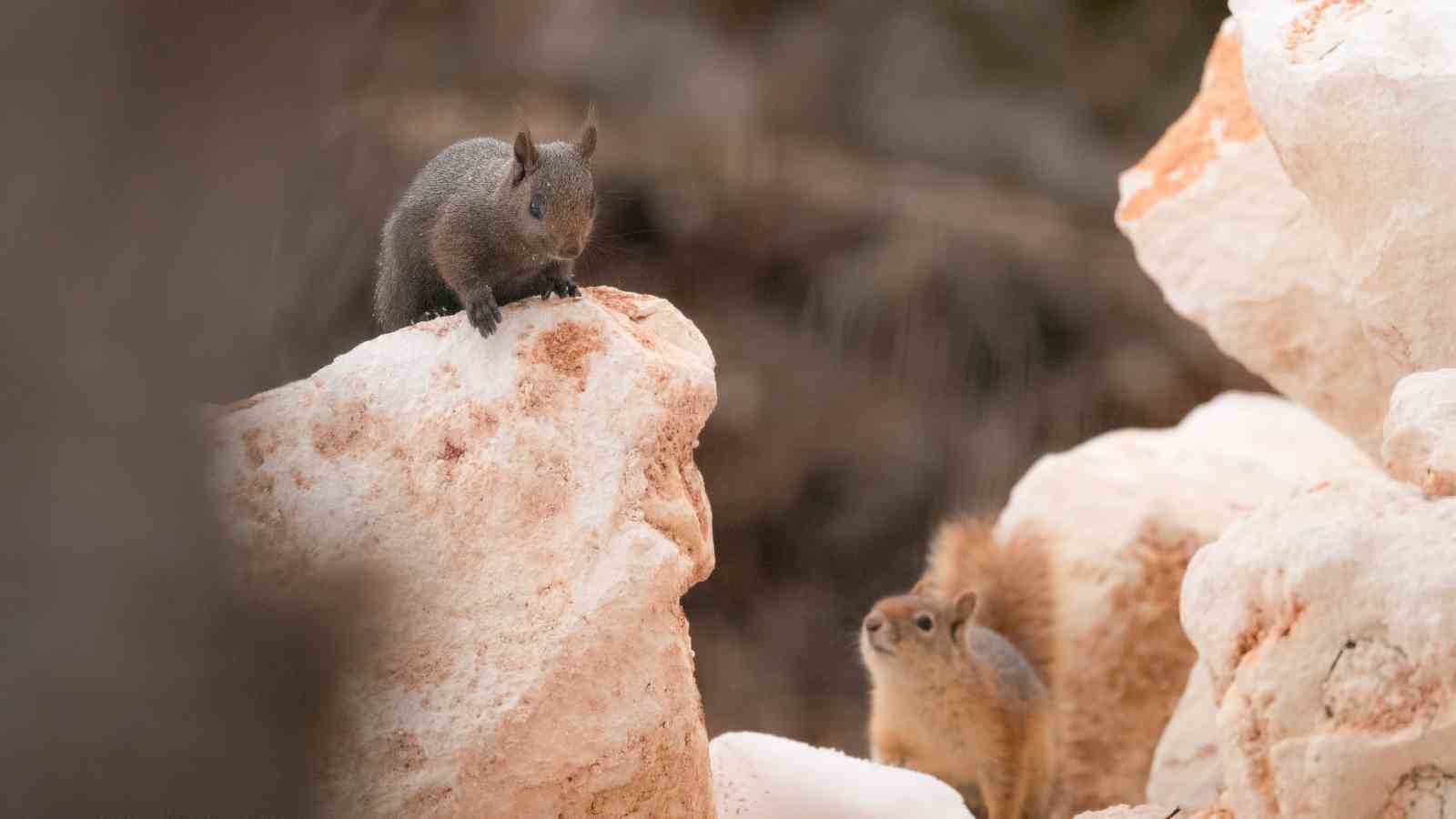 Bursalı fotoğrafçı Tunceli kırsalında melanistik sincap görüntüledi
?v=1