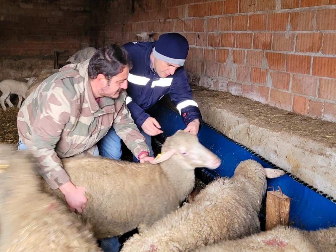 Pınarhisar’da küçükbaş hayvanların küpeleri takıldı
