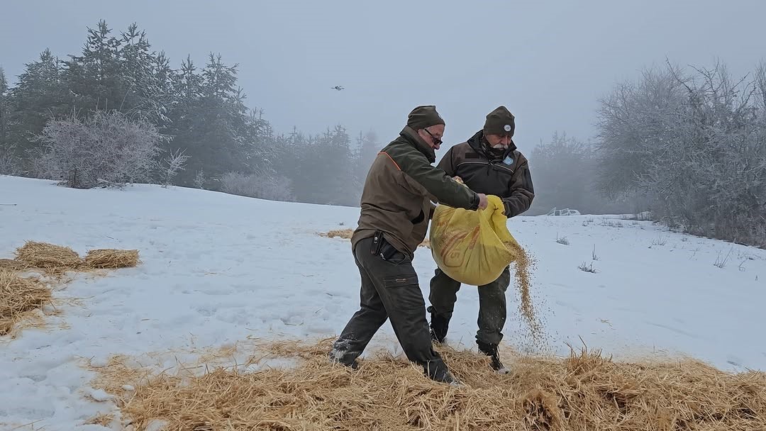 Kastamonu’da yaban hayvanları için doğaya yem bırakıldı
?v=1