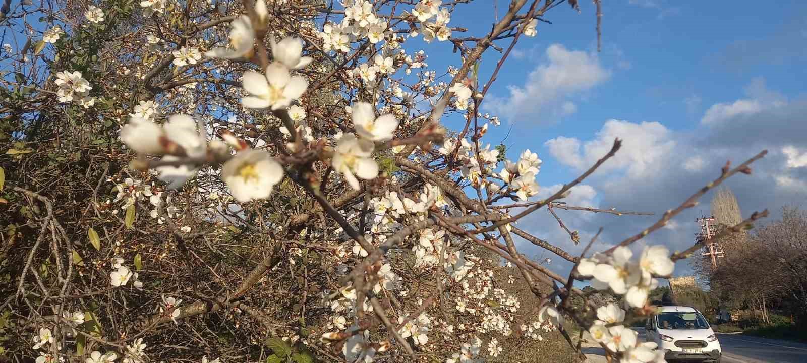 Kuşadası’nda bahar erken geldi
