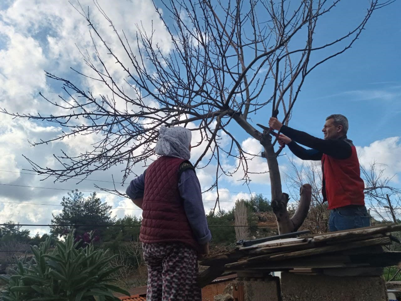 Menteşe’de üreticilere budama ve hastalıkla mücadele eğitimi
?v=1