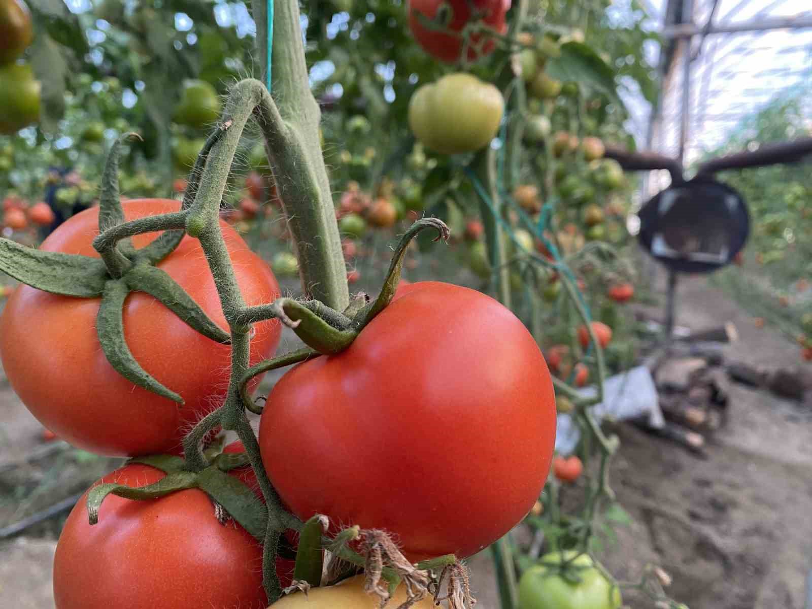 Ocakta domatesin miktarı da fiyatı da arttı
