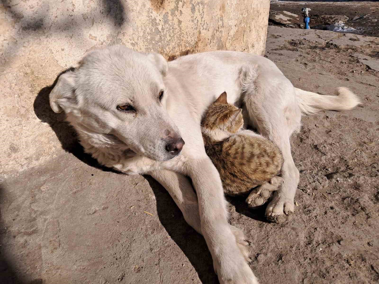 Akyaka’da kedi ve köpeğin dostluğu kamerada
?v=1