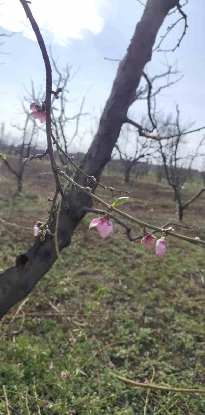 İznik’te şeftali ağaçları erken çiçek açtı
?v=1