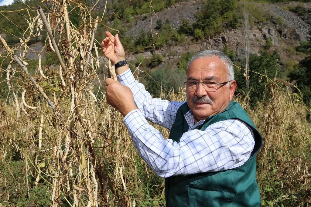 Akkuş şeker fasulyesi, Türkiye sofralarına ulaşıyor
