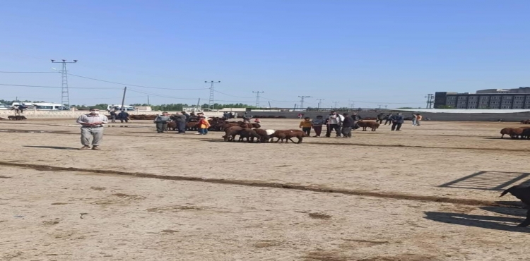 Iğdır hayvan pazarı geçici olarak kapatıldı