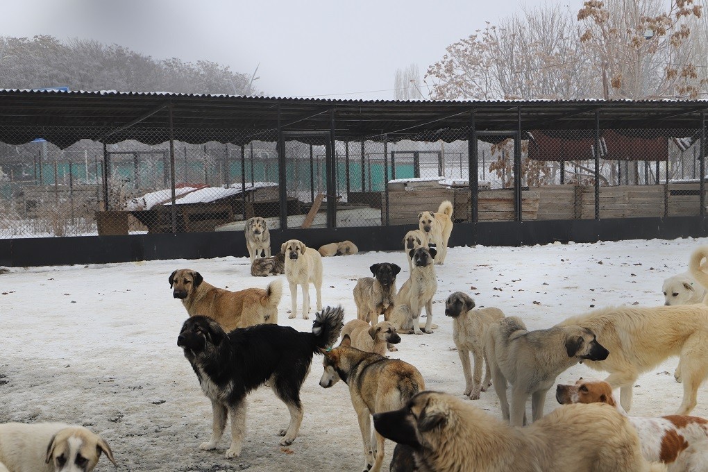 Erzincan’da köpek katliamı iddiası: Belediye çalışanları görevden uzaklaştırıldı
?v=1