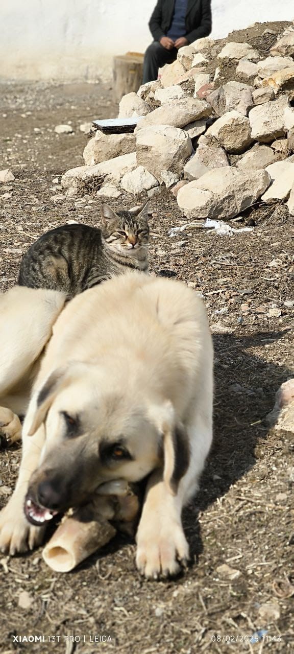 Aynı kaptan yemek yiyip sırtında gezdirdi: Kedi ile köpeğin inanılmaz dostluğu
?v=1