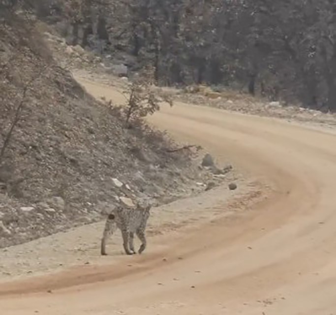 Tunceli’de kırmızı listedeki vaşak görüntülendi
?v=1