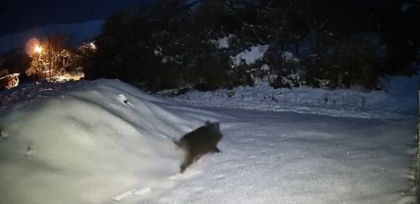 Elazığ’da yiyecek arayan domuz sürüsü köye indi
?v=1