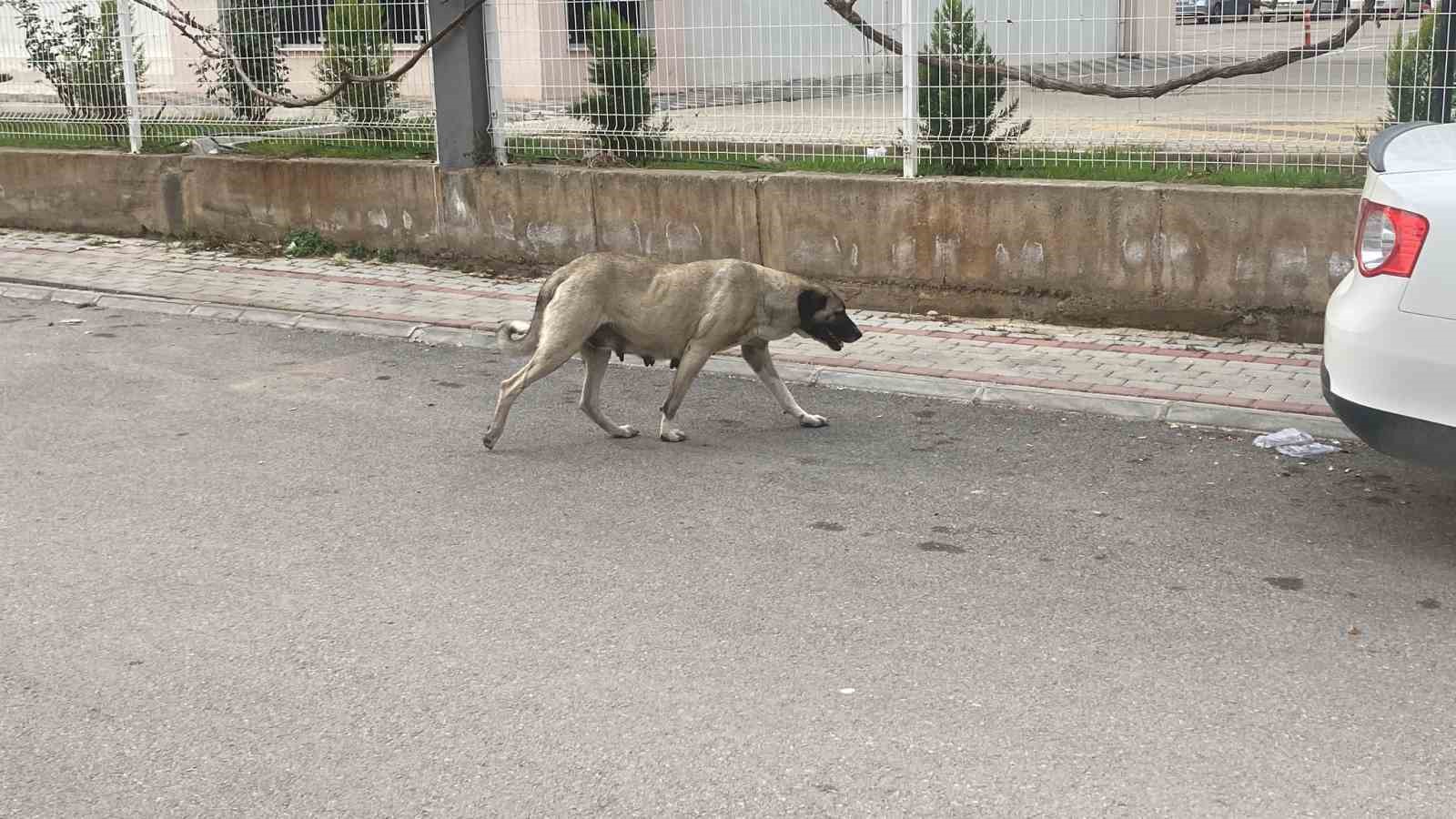 Sokak köpekleri kadına saldırdı: O anlar kamerada
?v=1