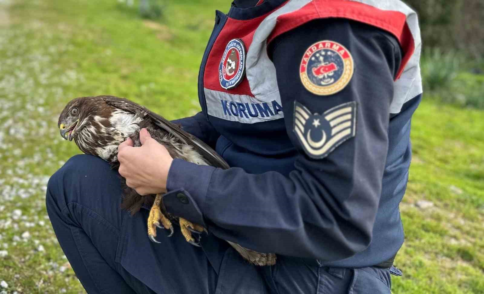 Jandarma Kızıl Şahin’e sahip çıktı
?v=1