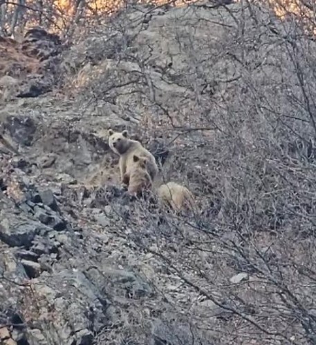 Tunceli’de kış uykusuna yatmayan ayı ailesi görüntülendi
?v=1