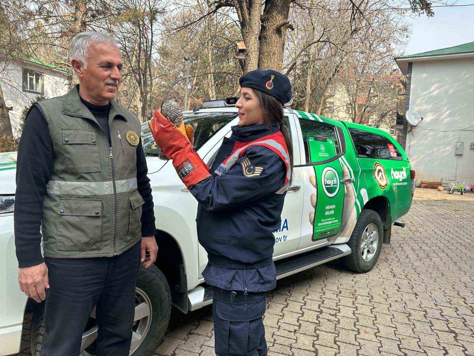 HAYDİ ekibi tarafından bulunan yaralı atmaca DKMP’ye teslim edildi
