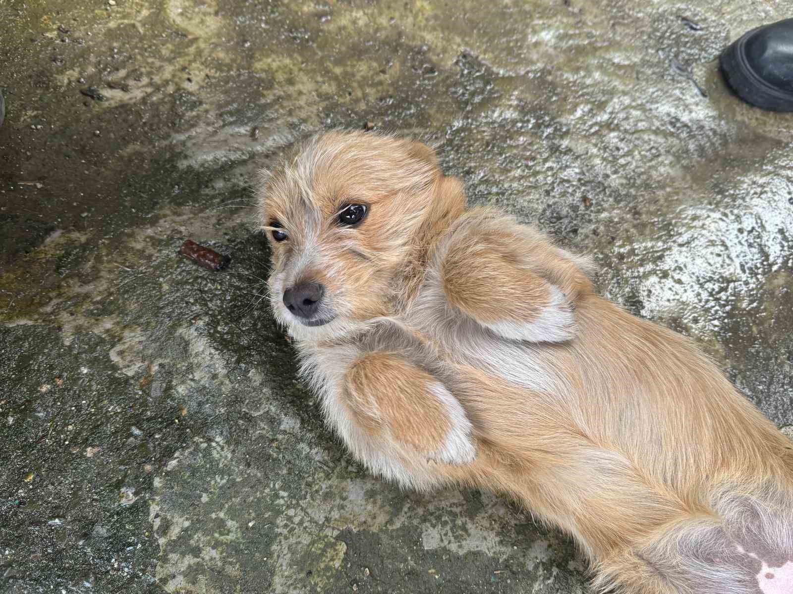 Önce çöpü attı sonra köpeğini sokağa bırakıp gitti, o anlar güvenlik kamerasında
?v=1