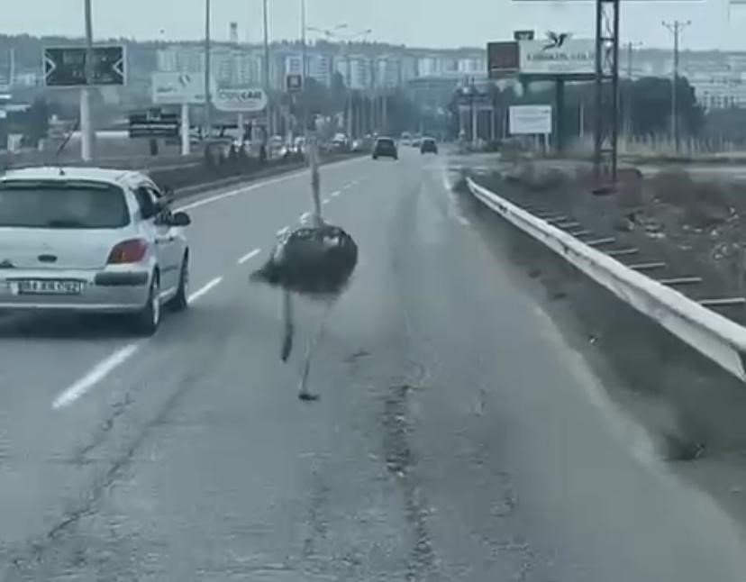 Diyarbakır’da trafikte deve kuşu şaşkınlığı
?v=1