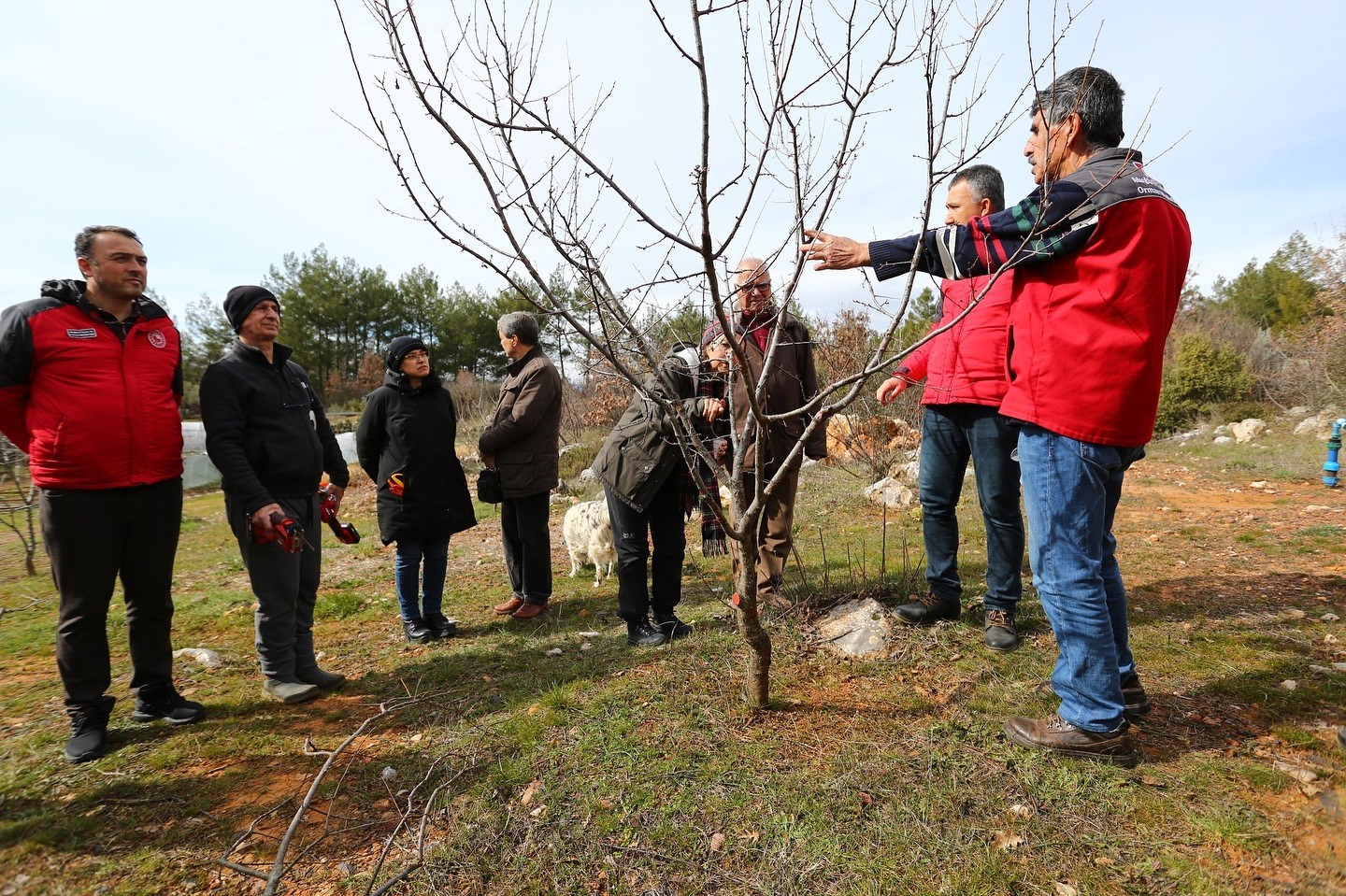 Muğla’da üreticilere meyve ağaçlarında budama eğitimi verildi
