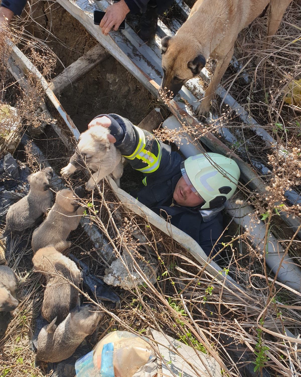 Antakya’da çukura düşen yavru köpekleri itfaiye kurtardı
?v=1